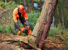 Best Lawn Maintenance Plans  in Delta, UT