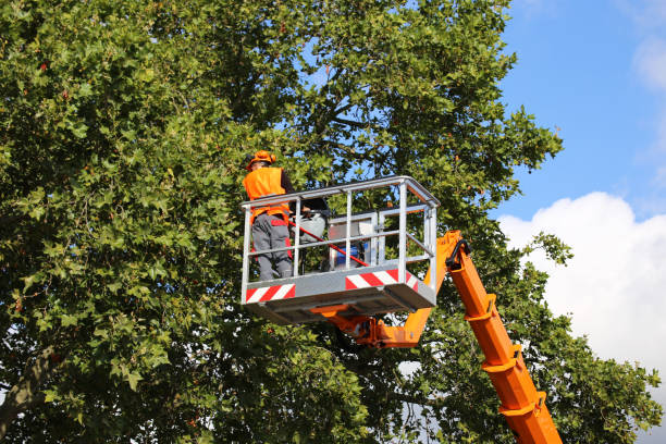 Best Emergency Tree Removal  in Delta, UT