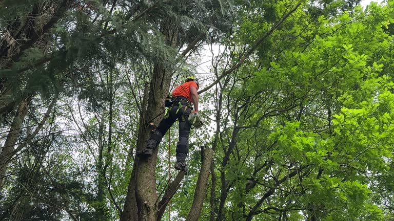 Trusted Delta, UT Tree Removal Experts
