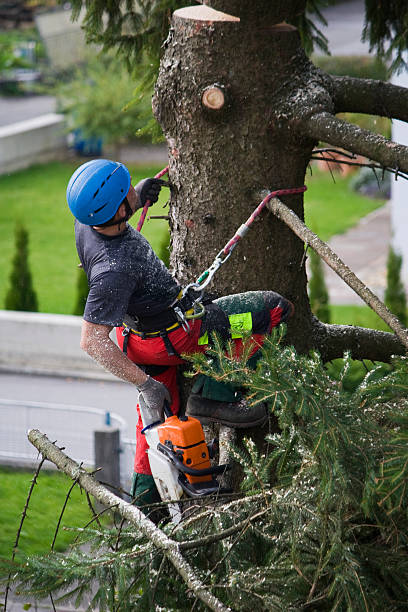 Best Lawn Pest Prevention  in Delta, UT