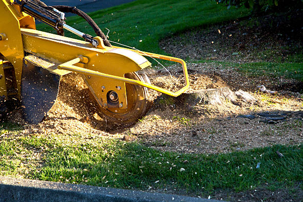 Best Tree Risk Assessment  in Delta, UT