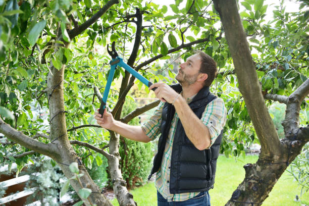 Best Tree and Shrub Care  in Delta, UT